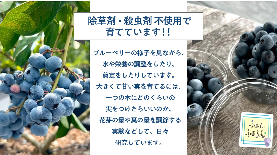 【寄附受付は2025年8月5日まで】 ブルーベリー狩り 体験チケット 《大人１名様プラン お土産付き》 ブルーベリー ベリー 食べ比べ 食べ放題 収穫 収穫体験 体験 チケット 招待券 レジャー 観光