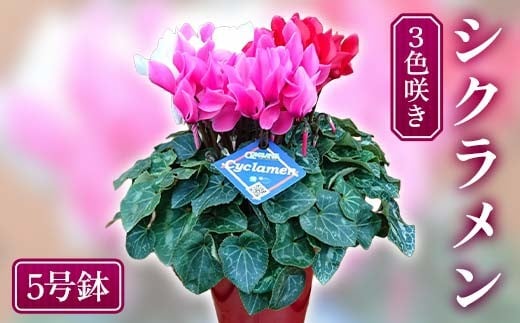 予約販売 シクラメン 3色咲き 5号鉢 花 お花 ガーデンシクラメン 赤 白 ピンク ギフト フラワーギフト 鉢花 鉢植え ギフト プレゼント 贈答 小関園芸 OZ-Plants F6M-319