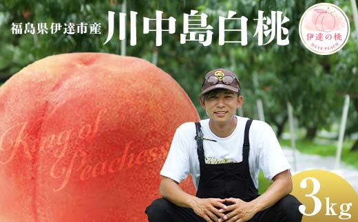 キングオブピーチ 桃 「川中島白桃」約3kg（8～12玉）川中島白桃 伊達の桃 桃 もも モモ 果物 くだもの フルーツ 国産 食品 F21C-146