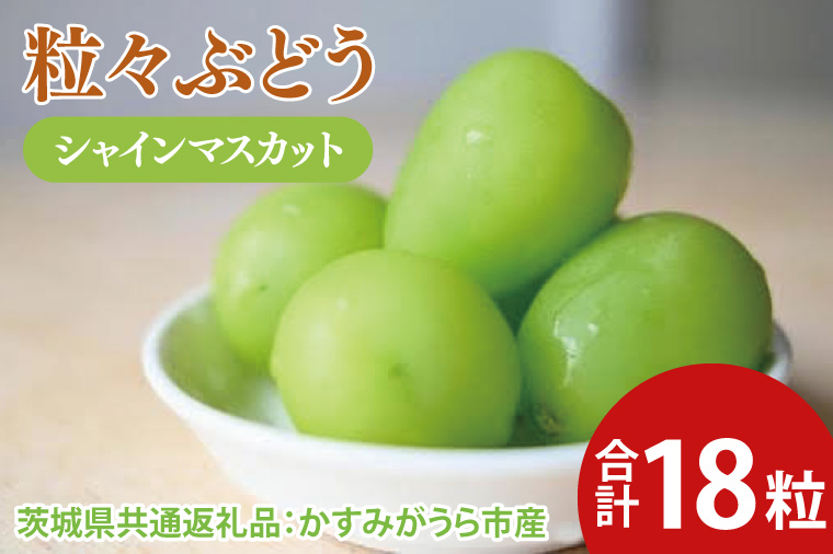 粒々ぶどう シャインマスカット18粒（茨城県共通返礼品：かすみがうら市産）　※2024年8月初旬～2025年1月下旬頃に順次発送予定（CD053）