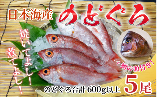 
【真鯛の頭付き】煮てよし焼いてよし！ 日本海産のどぐろ 5パック ／ 高級魚 ビール 煮魚 焼き魚 おつまみ 魚介類 海の幸 国産 個包装 お取り寄せ
