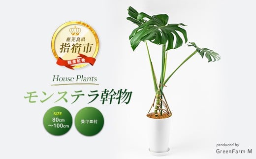 
            2026年3月上旬～発送【観葉植物】モンステラ幹物 80cm～100cm(Green Farm M/014-1489) 南国鹿児島県で育った 観葉植物！植物 鉢付 インテリア 室内 オフィス おしゃれ プレゼント ギフト 開店祝い 移転祝い マイナスイオン【配送不可地域：北海道・沖縄県・離島】
          