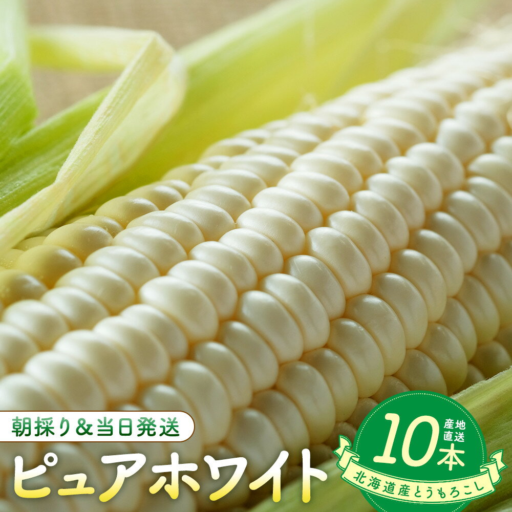 【ふるさと納税】【2026年8月中旬発送開始】北海道産とうもろこし（ピュアホワイト10本） | 野菜 やさい 食品 人気 おすすめ 送料無料
