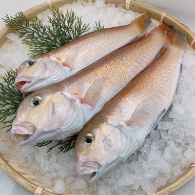 ふるさと納税 湖西市 【遠州灘産】白甘鯛の一夜干し　約150g×10枚 |  | 01