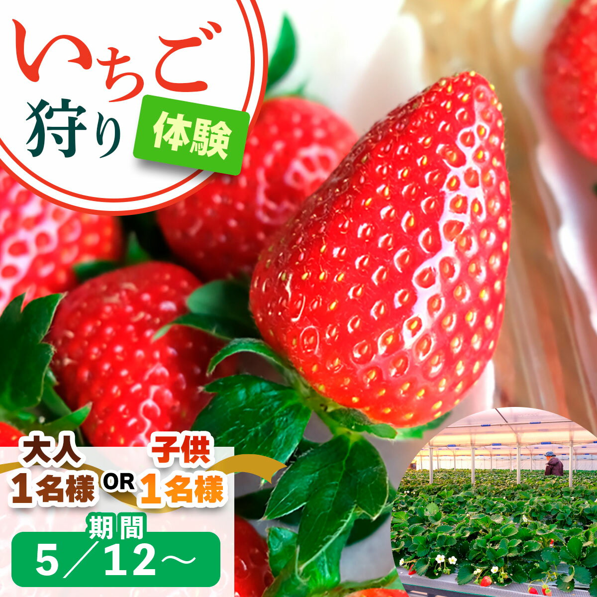 【ふるさと納税】[5月12日以降] いちご狩り体験 1名様 奈良のブランド (あすかルビー)｜イチゴ農園 果物 フルーツ 親子 体験チケット いちご狩り農園 奈良県 [3055p-3056]