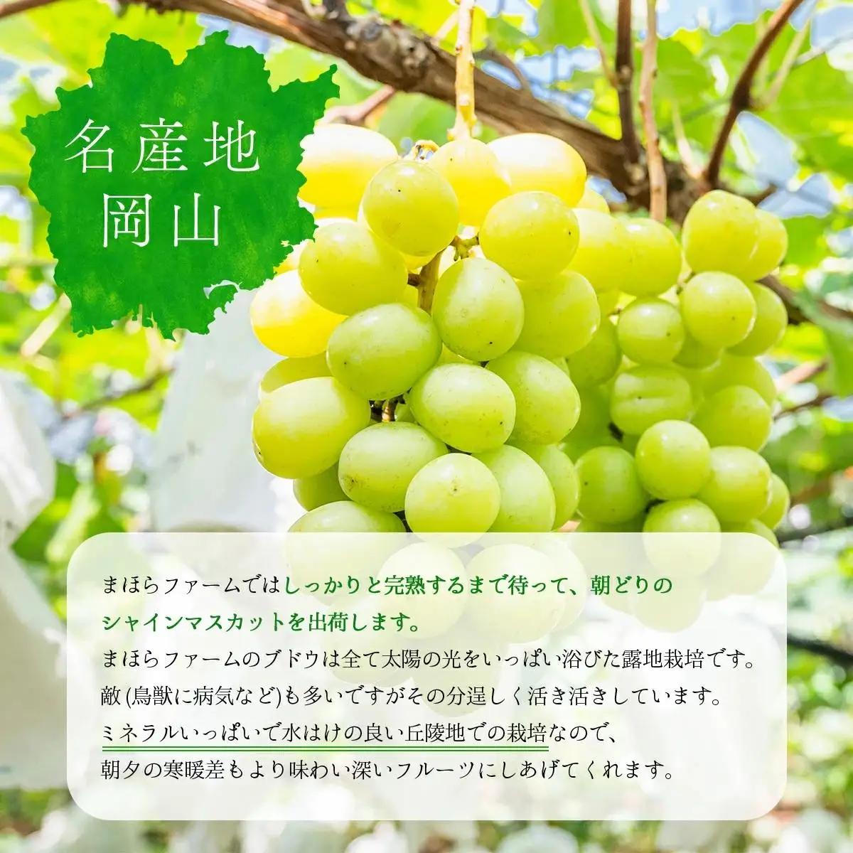 ＜2026年発送分 先行予約＞9月～10月発送シャインマスカット2kg箱【029-a012】
