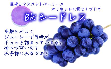 【2616-0444】岡山 花笑み農園『BKシードレス』約2kg贈答用(3房から4房) B-2上