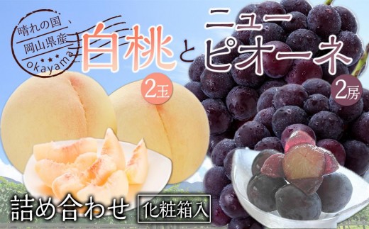 桃 ぶどう 2027年 果物詰合せ 白桃 2玉（1玉200g以上） ニュー ピオーネ 2房（合計約940g）化粧箱入り もも 葡萄 岡山県産 国産 フルーツ ギフト