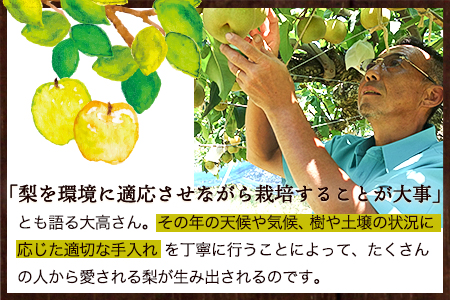 大高フルーツの旬の梨(幸水/豊水/秋麗/あきづき/甘太/新高)★約3kg(5-12玉前後) 予約受付中 フルーツ 秋 旬★熊本県玉名郡玉東町 《7月下旬-10月中旬頃出荷》｜ブランド梨 人気梨 特産品