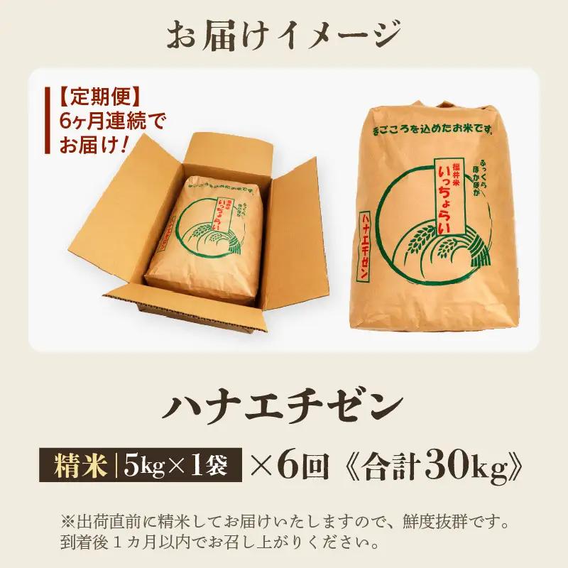 【先行予約】【令和8年産・新米】【一等米】＜定期便6回＞ ハナエチゼン 精米 5kg × 6回（30kg）《発送直前精米！》 ／ 福井県産 ブランド米 ご飯 白米 お米 コメ 新鮮 大賞 受賞 新米 