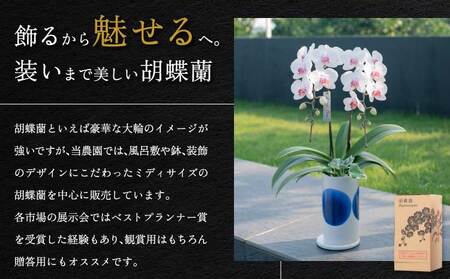蘭 胡蝶蘭 熊本県産 ミディ胡蝶蘭 KouBou  空 2本立ち