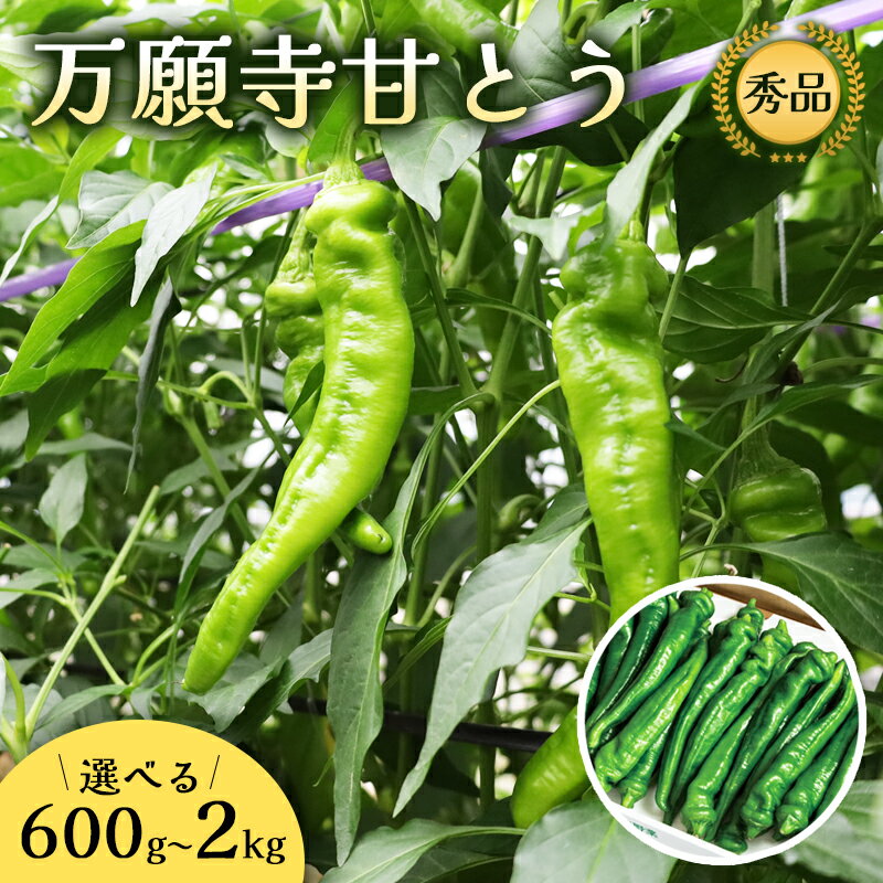 【ふるさと納税】 選べる容量 万願寺甘とう 秀品 （ 600g / 1kg / 1.2kg / 2kg ） 【 肉厚 ジューシー 辛くない 唯一の京野菜 国産 旬 季節の野菜 詰め合わせ 京のブランド産品 京野菜 万願寺 野菜 夏野菜 化粧箱 地場野菜 お土産 手土産 JA 京都 綾部 】