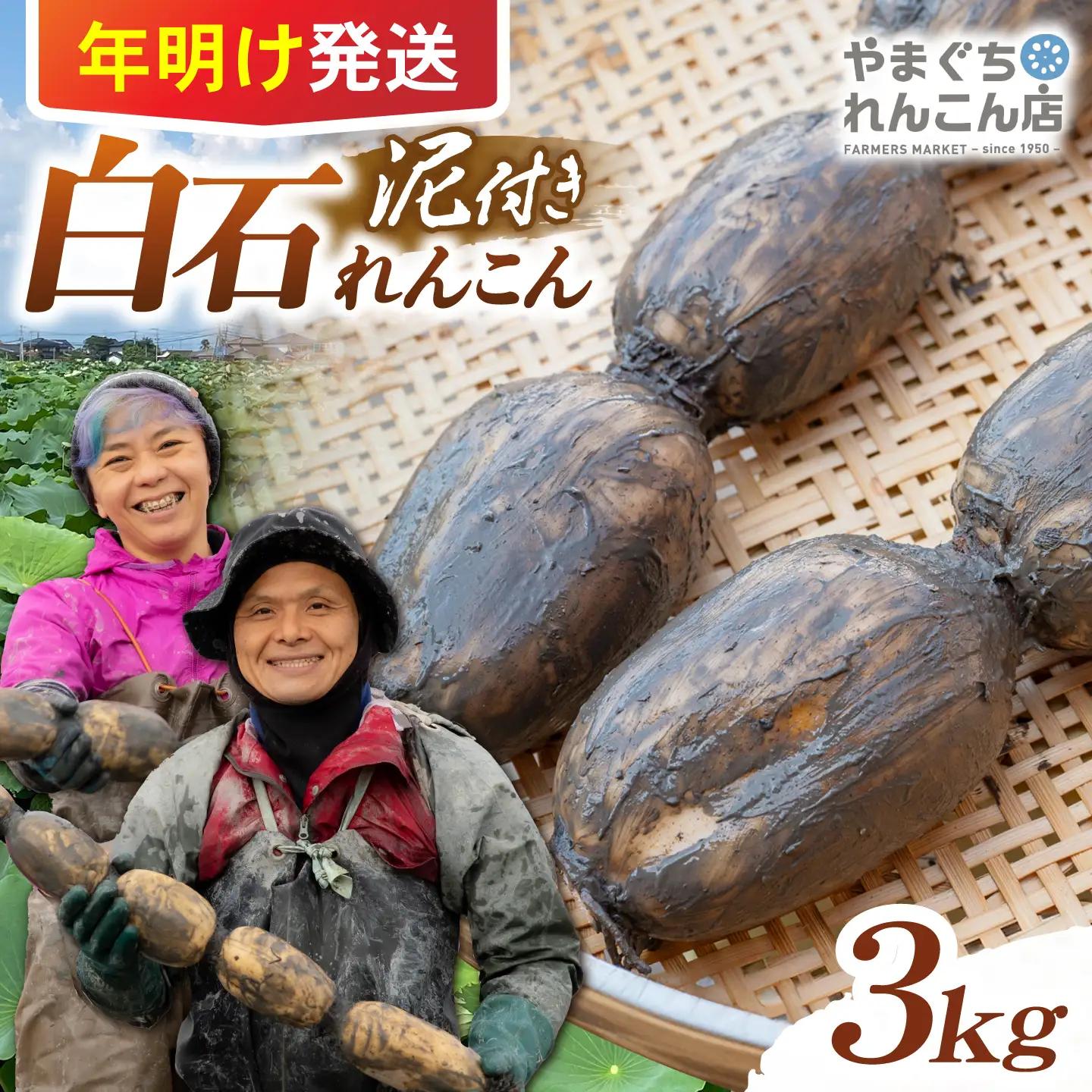 【先行予約】白石れんこん3kg れんこん ICT004