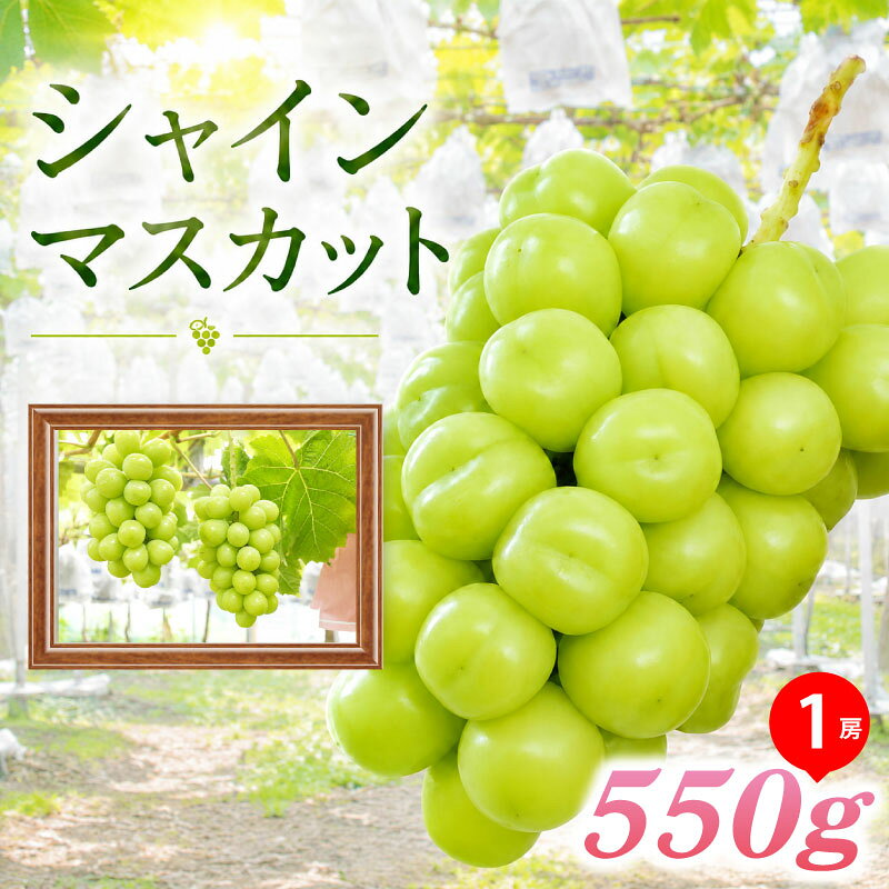 【ふるさと納税】 シャインマスカット 種なし 1房 約550g ぶどう 葡萄 フルーツ 果実 旬 産地直送 ギフト 贈答 プレゼント 贈り物 果物 くだもの しゃいんますかっと 国産 お取り寄せ ふるさと納税 茨城県 鹿嶋市 【2026年9月より順次発送】