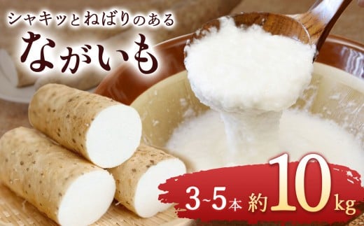 
            ながいも 約 10kg（6本～11本） | ながいも 野菜 やさい やまいも 長芋 長いも とろろ 粘り お好み焼き ねばねば 食感 漬物 美容 長野県 塩尻市
          