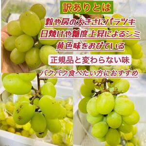 ぶどう 2025年 先行予約 訳あり シャインマスカット 約1kg  岡山 国産 果物 フルーツ シャイン マスカット 2025年7月中旬から発送