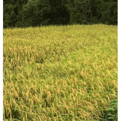 ふるさと納税 五條市 生命の農法(栽培期間中化学農薬・化学肥料不使用栽培)お米(5kg)玄米 |  | 02