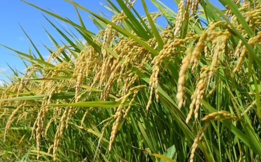 【新米予約】【毎月定期便】令和７年産「五つ星お米マイスター」厳選　天日干し魚沼産コシヒカリ　精米10kg（5kg×2個）×６回