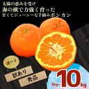 【ふるさと納税】 【早期予約 2025年1月中旬より順次発送 】 訳あり ポンカン 5kg 家庭用 大人気 産地直送 柑橘 フルーツ みかん 安和ポンカン 高知県 須崎市 ( ふるさと納税 ランキング キャンペーン やり方 限度額 仕組み シミュレーション )