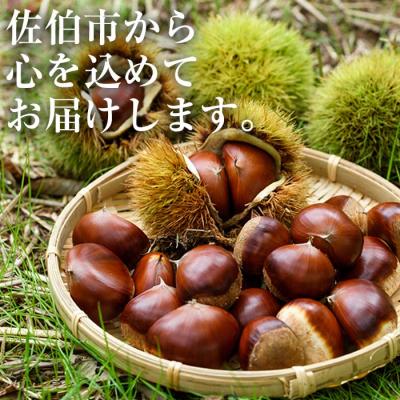 ふるさと納税 佐伯市 <先行受付中!2025年9月初旬から10月中旬に順次発送予定>宇目産生栗(計3kg) |  | 03