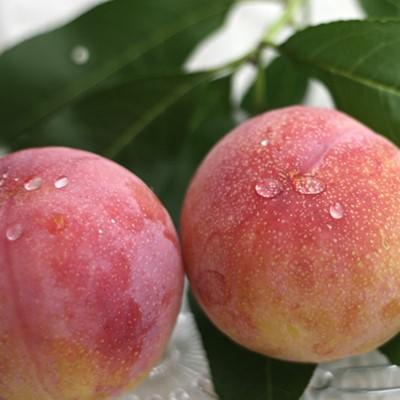 ふるさと納税 山梨県 山梨県オリジナル品種の完熟すもも「サマーエンジェル」舌の上でとろけるなめらかな果肉 |  | 01