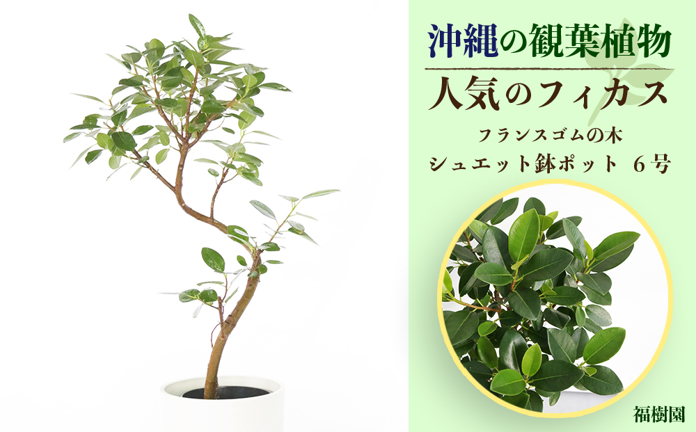 沖縄の観葉植物 人気のフィカス フランスゴム6号 シュエット鉢ポット