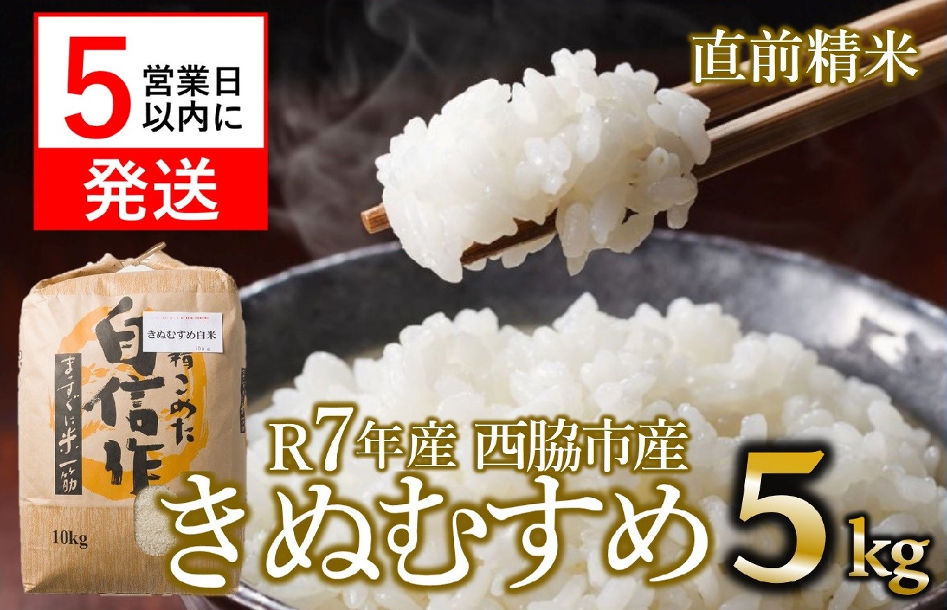 
                  【スピード発送】【新米】きぬむすめ 5kg 白米 令和７年産 米 お米 こめ コメ 人気 西脇市産 精米
                
