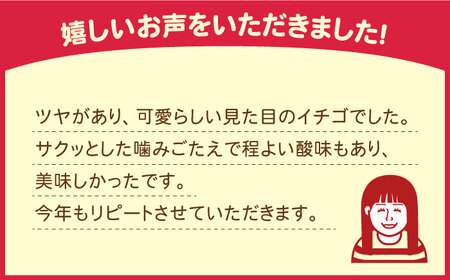 【2025年1月?発送】【5回定期便】南島原産 いちご 「恋みのり」約260g×4P /  いちご イチゴ 苺 フルーツ 果物 / 南島原市 / あゆみfarm [SFF004] いちご イチゴ 苺 