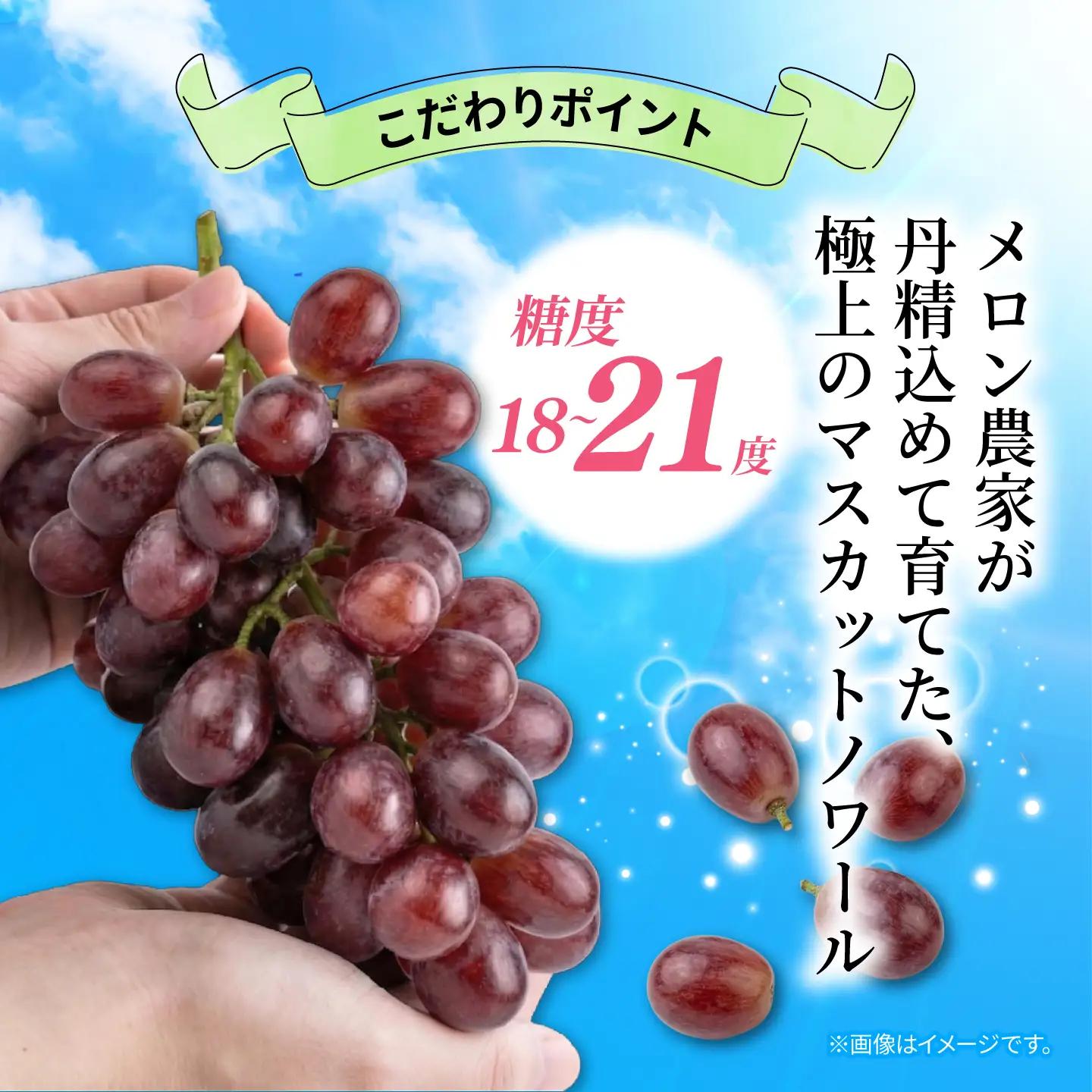 訳あり マスカットノワール  1房 450g 以上 数量限定 種なし