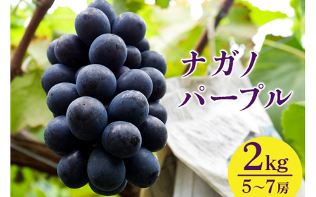 【 2026年 先行予約 】 ナガノパープル 2kg 開田ぶどう園 5房 ～ 7房 ぶどう ブドウ 国産 果物 くだもの 葡萄 フルーツ 2キロ 8月 下旬 9月 発送 夏 秋 旬 品種 茨城県産 産地直送 産直 農家直送 冷蔵 茨城県 石岡市 (A01-012)