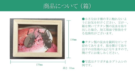 薄板チタン昆虫細工シリーズ（カブトムシ） 雑貨 昆虫 ｶﾌﾞﾄﾑｼ 高級素材 ﾁﾀﾝ 芸術品 ﾌﾟﾚｾﾞﾝﾄ ｷﾞﾌﾄ 【0067-011】