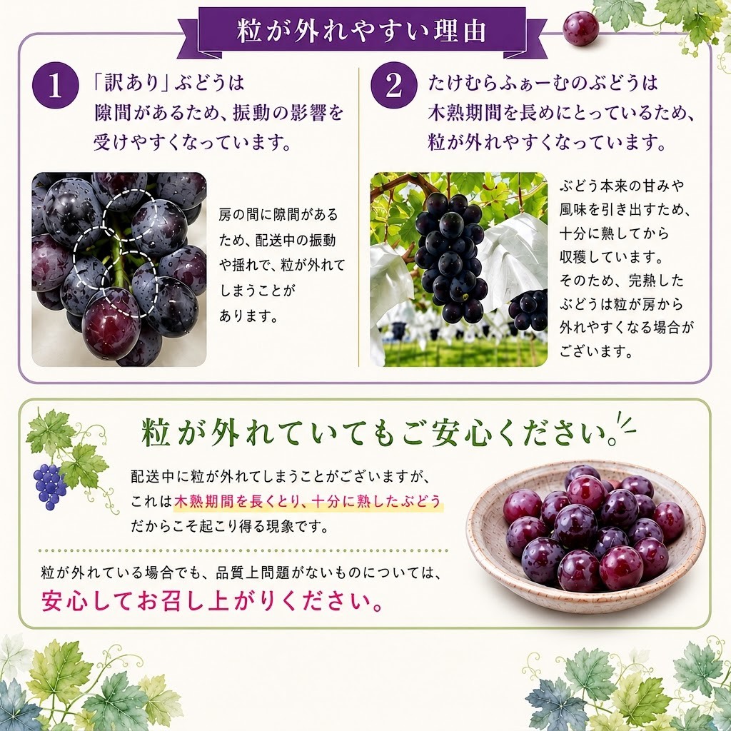 ぶどう クイーンルージュ® 【家庭用】 約1kg ／2026年9月下旬～10月頃 配送予定［TK20］//長野県 南信州 松川町産 種なし 皮ごと 南信州 長野県 オリジナル品種 稀少 高糖度 高品質