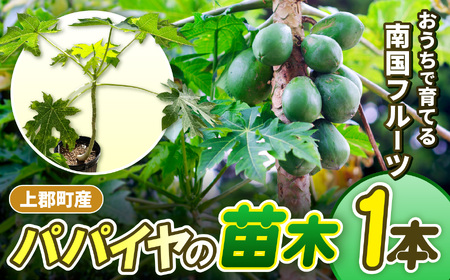 【先行予約】上郡町産 パパイヤの苗木 | パパイヤ 植物 トロピカル フルーツ 家庭菜園 兵庫県 上郡町