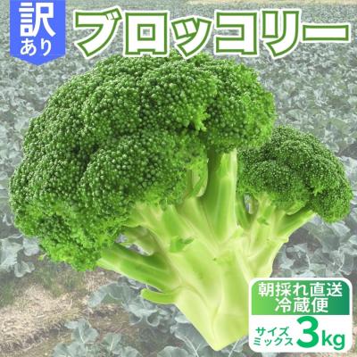 ふるさと納税 愛南町 先行受付 訳あり ブロッコリー 3kg サイズミックス 朝採れ 当日 発送 愛媛県 愛南町 愛なんよ