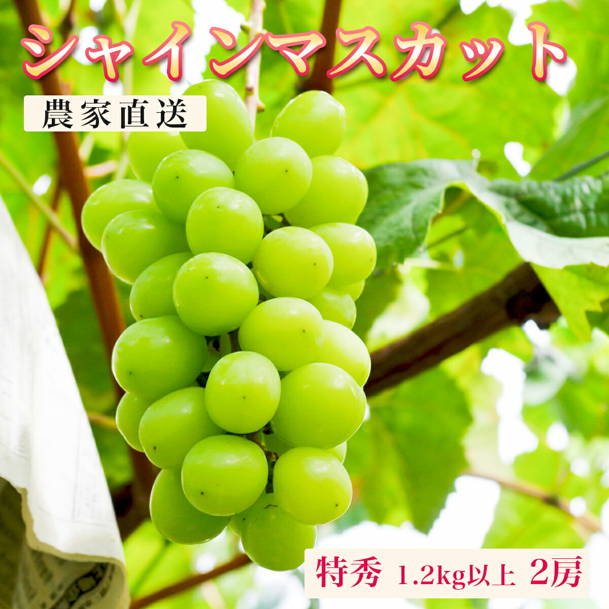 ぶどう シャインマスカット 特秀 1.2kg以上 2房 【2025年10月上旬～11月上旬発送】 農家直送 山形県 朝日町産 山形産 ぶどう ブドウ 葡萄 果物 フルーツ 秋 先行予約