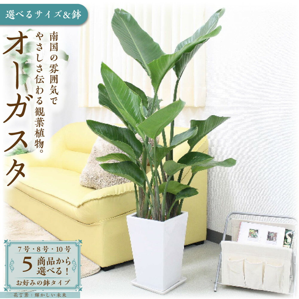 【ふるさと納税】オーガスタ 8号【選べる鉢3タイプ】 | 楽天ふるさと納税 観葉植物 オーガスタ グリーン 緑 インテリア 室内 リラックス マイナスイオン 自然 おしゃれ 癒し プレゼント ギフト 陶器鉢 鉢カバー 鉢付 送料無料