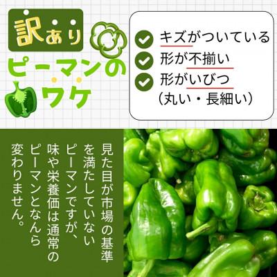 ふるさと納税 田村市 【2026年7月より順次発送予定】訳あり 規格外 ピーマン 3kg |  | 01