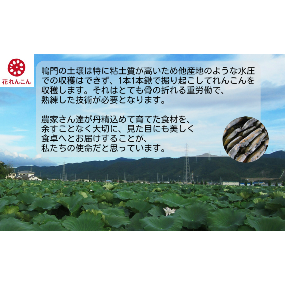 花れんこんの『れんこんポタージュ』　710g（5人前）×2袋　280g（2人前）×3袋_イメージ5