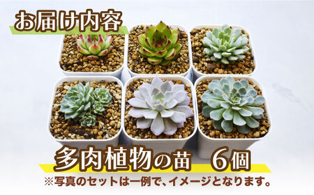 多肉 植物 苗 6個 セット 福岡 八女 観葉植物 多肉植物 はち インテリア 鉢植え 園芸用品 室内栽培 水やり 広川町 / plantsfunshopnatur [AFAT003]