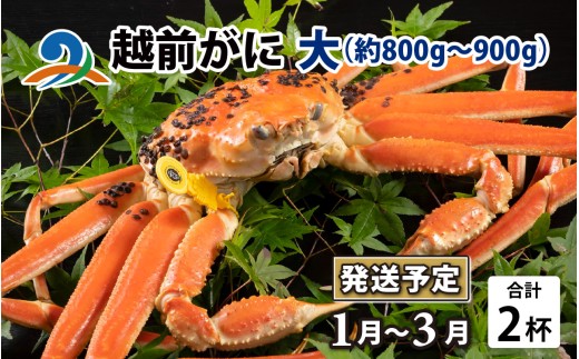【先行予約】越前がに 大 （約800g～900g） 2杯【1月～3月発送】 ズワイガニ ずわいがに ズワイ蟹 越前ガニ ボイル 刺身 蟹 鍋 しゃぶしゃぶ 冷蔵  カニ 鍋 冬 海鮮 かに 国産 南越前町 福井県　送料無料