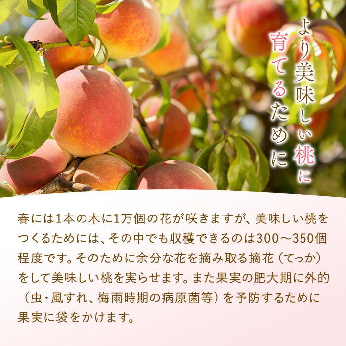 和歌山県産 白鳳 桃 5～8玉入り 秀品 先行予約【2025年6月下旬以降発送】【MG6】