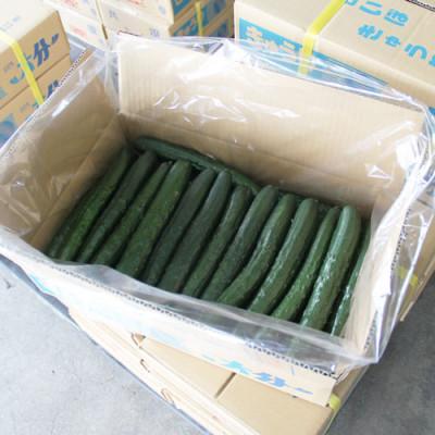 ふるさと納税 日出町 大分県日出町産「白いぼきゅうり」5kg(40〜50本入り) |  | 03