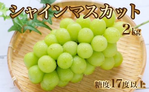 シャインマスカット 2kg (3房) 700g以上 糖度17度以上  [ 大粒 贈答用 ギフト お取り寄せ 国産 旬 新鮮 産地直送 高級 ぶどう 葡萄 ブドウ 皮ごと 種なし 香川県 三豊市 ]