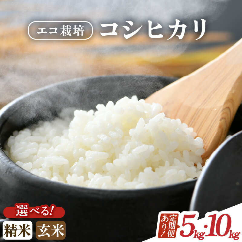 【ふるさと納税】【先行予約】【令和8年産 新米】【一等米】エコ栽培コシヒカリ 【玄米 精米 選べる】 5kg 10kg 30kg 60kg 120kg 定期便 3回 6回 12回 ／ 米 お米 5キロ 10キロ 福井県産 こしひかり ご飯 新鮮 2026年度 8年度 ライス 白米 ※2026年10月上旬以降順次発送