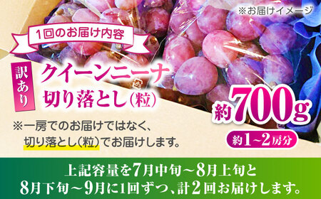 　【2026年発送先行予約】【2回定期便】　訳あり クイーンニーナ ぶどう 切り落とし 約700g  【合同会社 社方園】[ZBZ044]