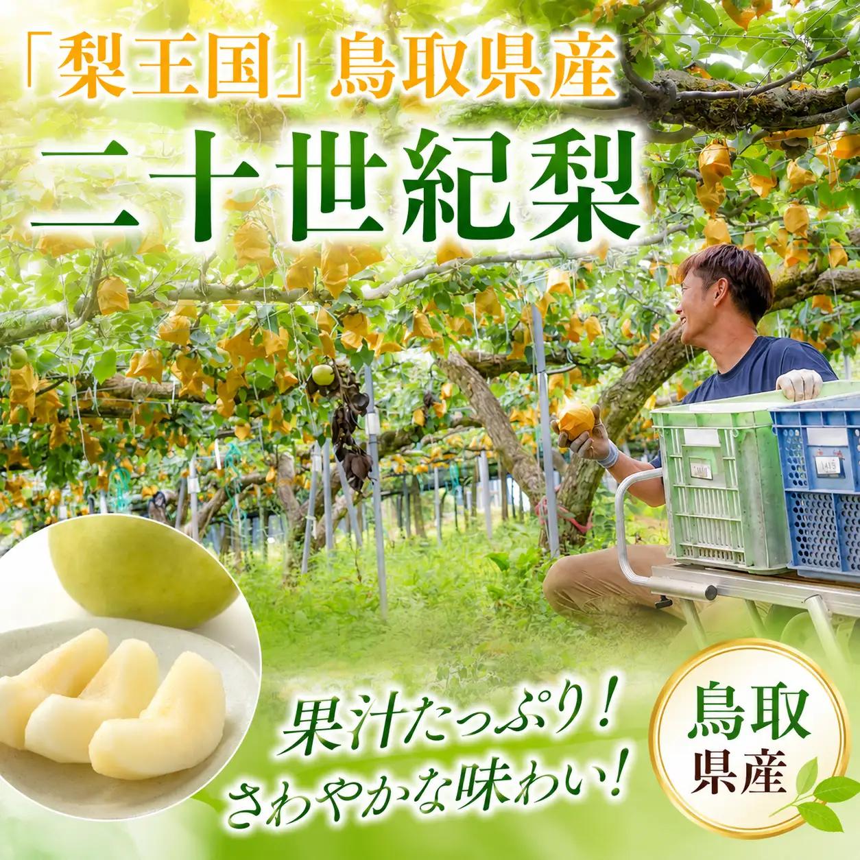 Y497 二十世紀梨(赤秀) 3kg