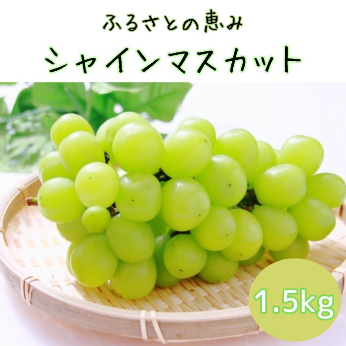 【ふるさと納税】【南信州高森産】ふるさとの恵みシャインマスカット1.5kg【配送不可地域：離島】