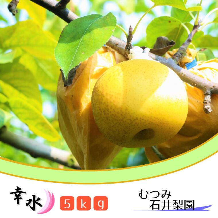 【ふるさと納税】梨 フルーツ 幸水 5kg 千葉 期間限定 まつどの梨 おいしい 贈り物 高級 果物 旬 むつみ石井梨園 ギフト 2025年 貴重 おすすめ