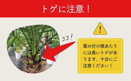観葉植物 フェニックスロベレニー ロベ 10号（鉢下から葉先まで約H200cm） / 観葉植物 観葉植物 観葉植物 観葉植物 観葉植物 