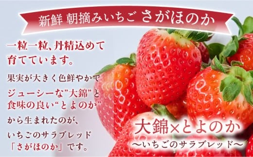 
            先行予約 季節限定！ 新鮮朝摘みいちご「さがほのか」約1.5kg （250g×6パック）だいこく農園【2026年1月上旬～3月下旬発送】合計1.5kg いちご イチゴ 苺 ストロベリー
          